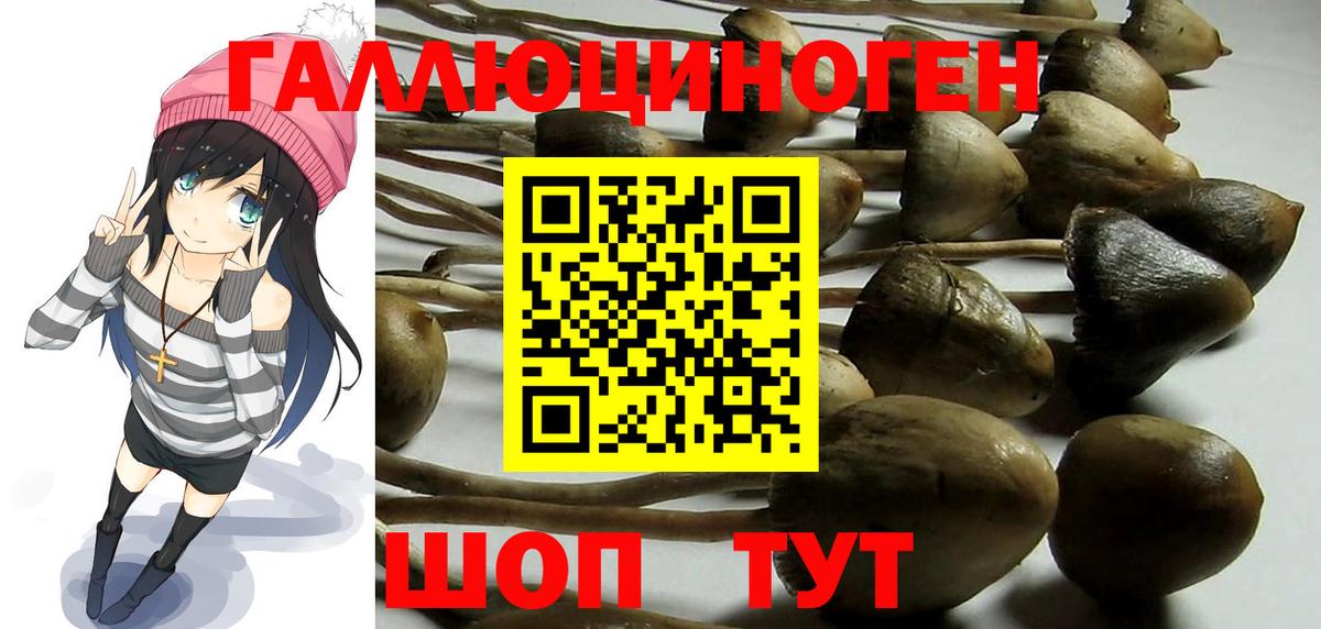 Бузулук  закладка  Вход с VPN  Псилоцибиновые грибы Psilocybe 
